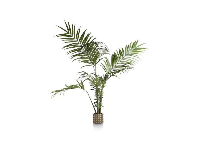 Kentia Palm H180cm